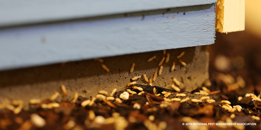 High-Resolution Photos – Tiny Termite House